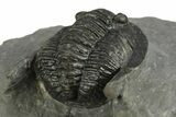 Diademaproetus Trilobite Fossil - Morocco #249896-5
